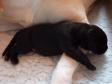 Her er det supersværvægteren "sorte uden snor" der har lagt godt til rette på mors ben. Fra Ivy's andet kuld i 2009. <span id="copyright">&copy;Ravensbank Labrador Retrievers</span>