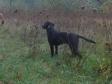 <a href="/ajaxhund.php?hund=Ravensbank%20Lennox" data-toggle="modal" data-target="#myModal" data-remote="false" >Ravensbank Lennox (Jack)</a>, 5 måneder gammel. <span id="copyright">&copy;Ravensbank Labrador Retrievers</span>