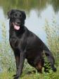 <a href="/ajaxhund.php?hund=Ravensbank%20Flo" data-toggle="modal" data-target="#myModal" data-remote="false" >Ravensbank Flo (Flo)</a>, 4 år gammel i juni 2012. <span id="copyright">&copy;Ravensbank Labrador Retrievers</span>