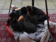 Hele flokken fra Bibis første kuld i 2016 samles i gyngen. <span id="copyright">&copy;Ravensbank Labrador Retrievers</span>