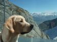 <a href="/ajaxhund.php?hund=Ravensbank%20Tarzan" data-toggle="modal" data-target="#myModal" data-remote="false" >LP1 LP2 LP3 DKLPCH NW1 Ravensbank Tarzan (Buddy)</a> i påsken 2014 på besøg i Schweiz. Her fotograferet i kabineliften med imponerende udsigt. Han er 6 måneder gammel på billedet. <span id="copyright">&copy;Jan Kublitz</span>