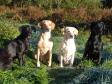 Flokken er samlet en efterårsmorgen i 2010 med rimfrost og lav sol. Nummer to fra højre er overhovedet, <a href="/ajaxhund.php?hund=Tidemark%20Ivy" data-toggle="modal" data-target="#myModal" data-remote="false" >Tidemark Ivy (Ivy)</a> og de tre andre er hendes afkom fra tre forskellige kuld. Til venstre for Ivy er det <a href="/ajaxhund.php?hund=Ravensbank%20Wagtail" data-toggle="modal" data-target="#myModal" data-remote="false" >Ravensbank Wagtail (Waggie)</a> og yderst til venstre er det <a href="/ajaxhund.php?hund=Ravensbank%20Flo" data-toggle="modal" data-target="#myModal" data-remote="false" >Ravensbank Flo (Flo)</a> og yderst til højre er det <a href="/ajaxhund.php?hund=Ravensbank%20Jock" data-toggle="modal" data-target="#myModal" data-remote="false" >Ravensbank Jock (Jock)</a>. <span id="copyright">&copy;Ravensbank Labrador Retrievers</span>