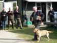 <a href="/ajaxhund.php?hund=Ravensbank%20Main" data-toggle="modal" data-target="#myModal" data-remote="false" >Ravensbank Main (Main)</a> and Mr. Bent Nielsen, is cheered on their way out from having received the 1WT-award in novice class on the Official Working Test in novice class. <span id="copyright">&copy;Ravensbank Labrador Retrievers</span>