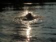 Flot modlysbillede af <a href="/ajaxhund.php?hund=Ravensbank%20Tarzan" data-toggle="modal" data-target="#myModal" data-remote="false" >LP1 LP2 LP3 DKLPCH NW1 Ravensbank Tarzan (Buddy)</a> fra sommeren 2014, hvor han er 10 måneder gammel. <span id="copyright">&copy;Jan Kublitz</span>