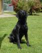 <a href="/ajaxhund.php?hund=Levenghyl%20Como" data-toggle="modal" data-target="#myModal" data-remote="false" >Levenghyl Como (Drago)</a> <span id="copyright">&copy;Ravensbank Labrador Retrievers</span>