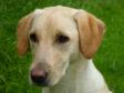 <a href="/ajaxhund.php?hund=Ravensbank%20FT" data-toggle="modal" data-target="#myModal" data-remote="false" >DKRLCH Ravensbank FT (Pink)</a>, 13 måneder gammel. <span id="copyright">&copy;Ravensbank Labrador Retrievers</span>