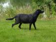 <a href="/ajaxhund.php?hund=Ravensbank%20Flo" data-toggle="modal" data-target="#myModal" data-remote="false" >Ravensbank Flo (Flo)</a> er her 50 dage inde i sin drægtighedsperiode.  <span id="copyright">&copy;Ravensbank Labrador Retrievers</span>