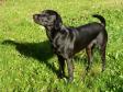 <a href="/ajaxhund.php?hund=Ravensbank%20Independent" data-toggle="modal" data-target="#myModal" data-remote="false" >Ravensbank Independent (Max)</a> er 16 måneder gammel på billedet her. <span id="copyright">&copy;Ravensbank Labrador Retrievers</span>