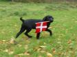 <a href="/ajaxhund.php?hund=Ravensbank%20Bob" data-toggle="modal" data-target="#myModal" data-remote="false" >Ravensbank Bob (Bob)</a> 12 uger gammel hejser dannebrog for at fejre sine venner. <span id="copyright">&copy;Ravensbank Labrador Retrievers</span>