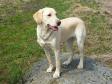 <a href="/ajaxhund.php?hund=Ravensbank%20Hazel" data-toggle="modal" data-target="#myModal" data-remote="false" >Ravensbank Hazel (Hazel)</a> i en alder af 8 måneder. <span id="copyright">&copy;Ravensbank Labrador Retrievers</span>