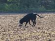<a href="/ajaxhund.php?hund=Ravensbank%20Jock" data-toggle="modal" data-target="#myModal" data-remote="false" >Ravensbank Jock (Jock)</a> at the unofficial Field Trial 2 October 2011. <span id="copyright">&copy;Marie Koefoed-Toft</span>
