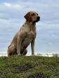 <a href="/ajaxhund.php?hund=Greenfox%20Cloud" data-toggle="modal" data-target="#myModal" data-remote="false" >Greenfox Cloud (Ruby)</a>, 4 år og 1 måned gammel <span id="copyright">&copy;S. & B. Hammett</span>