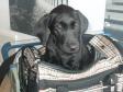 <a href="/ajaxhund.php?hund=Ravensbank%20Sir%20Lancelot" data-toggle="modal" data-target="#myModal" data-remote="false" >FRFTCH Ravensbank Sir Lancelot (Lance)</a> fra lufthavnen på vej til sit nye hjem d. 6. august 2009. <span id="copyright">&copy;Anne Besnard</span>