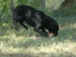 <a href="/ajaxhund.php?hund=Ravensbank%20Sir%20Lancelot" data-toggle="modal" data-target="#myModal" data-remote="false" >FRFTCH Ravensbank Sir Lancelot (Lance)</a>  <span id="copyright">&copy;Anne Besnard</span>