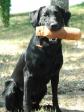 Click here to see picture <a href="/ajaxhund.php?hund=Ravensbank%20Sir%20Lancelot" data-toggle="modal" data-target="#myModal" data-remote="false" >FRFTCH Ravensbank Sir Lancelot (Lance)</a> approx. two years old <span id="copyright">©Anne Besnard</span>