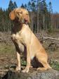 Det er sidst i februar - solen skinner igennem for første gang i 2012 - og det ser ud som om, at <a href="/ajaxhund.php?hund=Ravensbank%20Fay" data-toggle="modal" data-target="#myModal" data-remote="false" >4RM2014 Ravensbank Fay (Fay)</a> sidder og svømmer hen ved tanken om den kommende markprøvesæson. <span id="copyright">&copy;Frank Graversen</span>