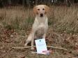 <a href="/ajaxhund.php?hund=Ravensbank%20FT" data-toggle="modal" data-target="#myModal" data-remote="false" >DKRLCH Ravensbank FT (Pink)</a> er blevet 4. vinder på officiel working test i begynderklasse. <span id="copyright">&copy;Anne Winkel</span>