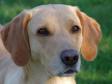 <a href="/ajaxhund.php?hund=Ravensbank%20Wagtail" data-toggle="modal" data-target="#myModal" data-remote="false" >Ravensbank Wagtail (Waggie)</a> fotograferet i april 2011. <span id="copyright">&copy;Ravensbank Labrador Retrievers</span>