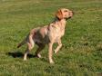 <a href="/ajaxhund.php?hund=Greenfox%20Cloud" data-toggle="modal" data-target="#myModal" data-remote="false" >Greenfox Cloud (Ruby)</a>, 4 år og 1 måned gammel <span id="copyright">&copy;Ravensbank Labrador Retrievers</span>