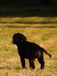 <a href="/ajaxhund.php?hund=Ravensbank%20Ruby%20Baby" data-toggle="modal" data-target="#myModal" data-remote="false" >Ravensbank Ruby Baby (Ruby)</a> bogstavelig talt på vej ud i verden som 8 uger gammel. <span id="copyright">&copy;Ravensbank Labrador Retrievers</span>