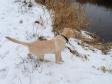 <a href="/ajaxhund.php?hund=Ravensbank%20Hazel" data-toggle="modal" data-target="#myModal" data-remote="false" >Ravensbank Hazel (Hazel)</a> i sneen knap 4 måneder gammel. <span id="copyright">&copy;Malene Petersen</span>