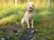 <a href="/ajaxhund.php?hund=Ravensbank%20Tip" data-toggle="modal" data-target="#myModal" data-remote="false" >FI KVA, SE KVA Ravensbank Tip (Tipi)</a> har været en tur med ude og apportere på en andejagt. Han er 16 måneder gammel. <span id="copyright">&copy;Mervi Salo</span>