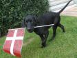 <a href="/ajaxhund.php?hund=Ravensbank%20Scotsman" data-toggle="modal" data-target="#myModal" data-remote="false" >Ravensbank Scotsman (Scot)</a> på bare 14 uger sender en lille hilsen til sine søskende der klarede sig godt ved årets Unghundemesterskab. <span id="copyright">&copy;Ane Elsnab</span>