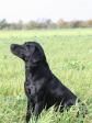 <a href="/ajaxhund.php?hund=Ravensbank%20Sir%20Kay" data-toggle="modal" data-target="#myModal" data-remote="false" >Ravensbank Sir Kay (Tino)</a>, 4 år og 5 måneder gammel. <span id="copyright">&copy;Ulla Petersen</span>