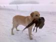 Jagtsæsonen er længere i Finland end i Danmark. Her er det <a href="/ajaxhund.php?hund=Ravensbank%20Tip" data-toggle="modal" data-target="#myModal" data-remote="false" >FI KVA, SE KVA Ravensbank Tip (Tipi)</a> her ude og apportere i marts 2010. <span id="copyright">&copy;Mervi Salo</span>