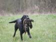 Click here to see picture <a href="/ajaxhund.php?hund=Ravensbank%20Sir%20Kay" data-toggle="modal" data-target="#myModal" data-remote="false" >Ravensbank Sir Kay (Tino)</a>, April 2014 where he is 4 years and 10 months old <span id="copyright">©Ulla Petersen</span>