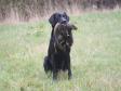 <a href="/ajaxhund.php?hund=Ravensbank%20Sir%20Kay" data-toggle="modal" data-target="#myModal" data-remote="false" >Ravensbank Sir Kay (Tino)</a>, april 2014 hvor han er 4 år og 10 måneder gammel <span id="copyright">&copy;Ulla Petersen</span>
