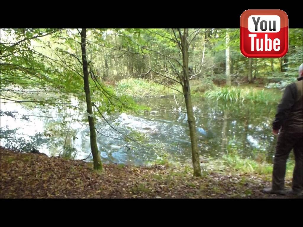 4RM2014 Ravensbank Fay (Fay) and Mr. Frank Graversen makes an almost spotless novice cold game test on the 10th of September 2011, and becomes the best dog on the day.&nbsp;&copy;Ravensbank Labrador Retrievers