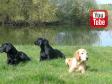 Ravensbank Biscuit (Bibi) er nogle få dage fra at skulle føde sit andet kuld hvalpe, men der er helt ro på sættet. Her er hun sammen med sin mor Ravensbank Wagtail (Waggie) og sin datter fra første kuld, Ravensbank Holly (Holly). Holly er helsøster til de kommende hvalpe.&nbsp;&copy;Ravensbank Labrador Retrievers